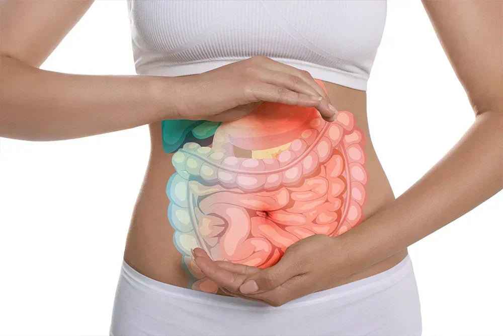 Qu’est-ce qu’un probiotique ?